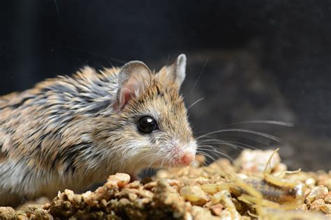The grasshopper mouse has developed the evolutionary equivalent of martial arts to use the scorpions’ greatest strength against them,” said lead author Dr Ashlee Rowe from Michigan State University. To test whether the grasshopper mice felt pain from the scorpion venom, Dr Rowe with colleagues injected small amounts of venom or …